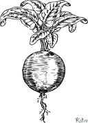 beet Coloring Pages To Print